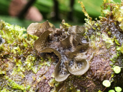 liquen gelatinoso - Collema subflaccidum -