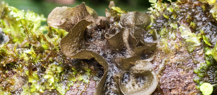 liquen gelatinoso - Collema subflaccidum -