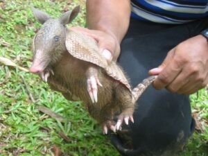 Armadillo o cusuco
