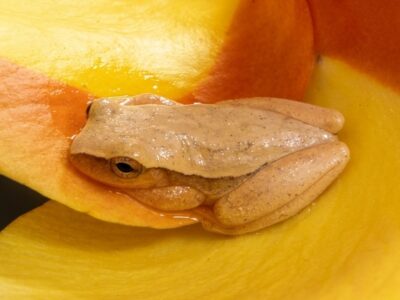 ranita arborícola amarilla - Dendropsophus microcephala -