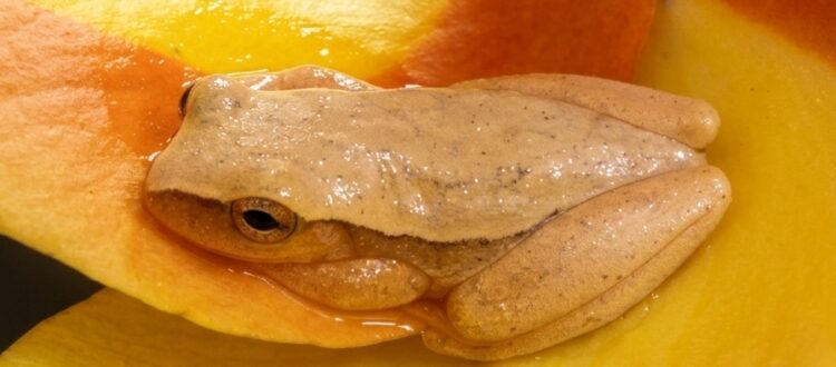 ranita arborícola amarilla - Dendropsophus microcephala -