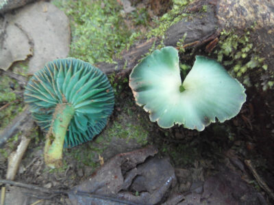 hongo de jade - Hygrocybe viridiphylla -