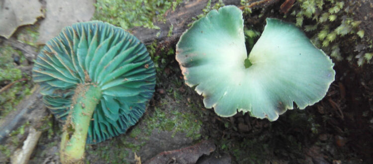 hongo de jade - Hygrocybe viridiphylla -