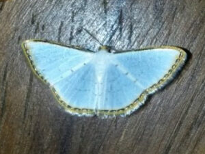 mariposita del cielo o cielito - Leuciris beneciliata -