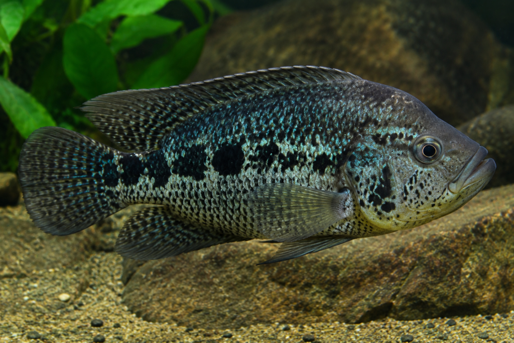 guapote - Parachromis dovii -