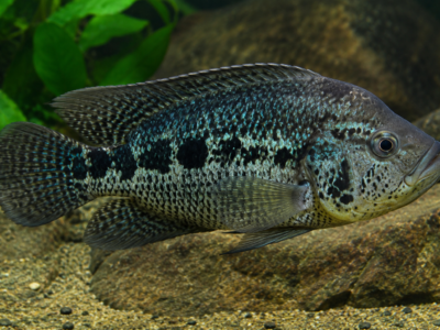 guapote - Parachromis dovii -