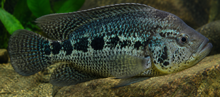 guapote - Parachromis dovii -
