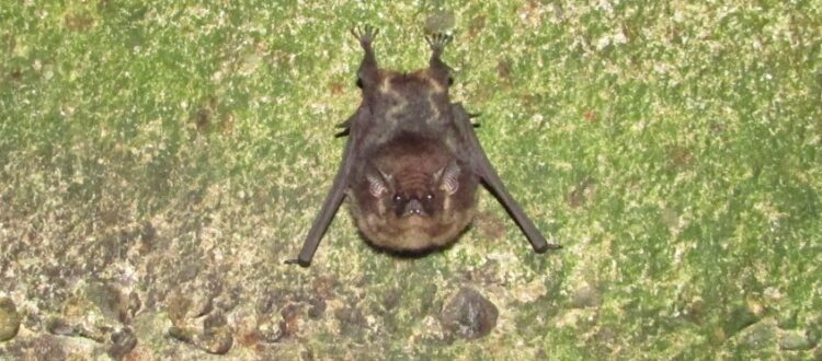 murciélago zigzag o listado - Saccopteryx bilineata -