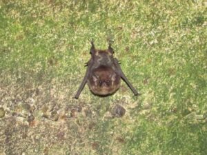 murciélago zigzag o listado - Saccopteryx bilineata -