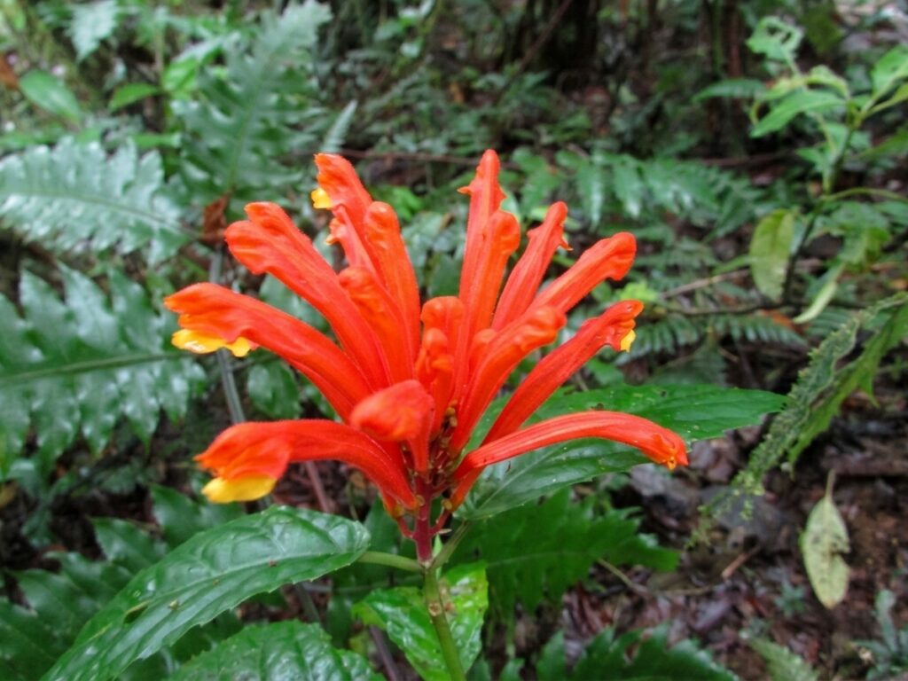 flor del gorrión - Scutellaria costaricana -