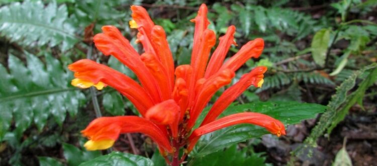 flor del gorrión - Scutellaria costaricana -