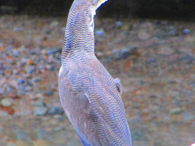 garza tigre o martín peña - Tigrisoma fasciatum -