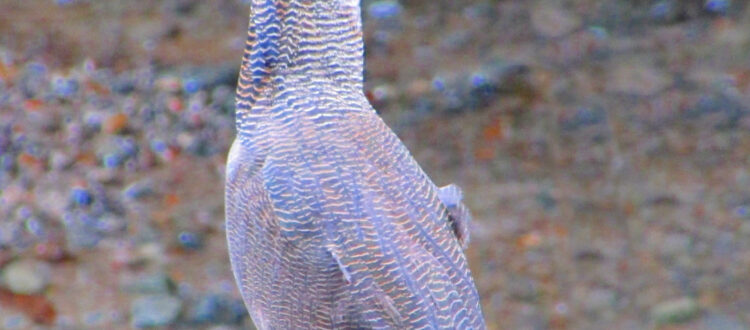 garza tigre o martín peña - Tigrisoma fasciatum -