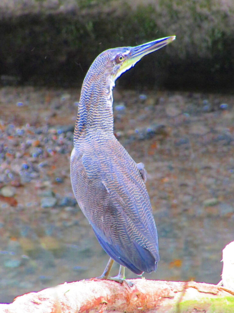 garza tigre o martín peña - Tigrisoma fasciatum -