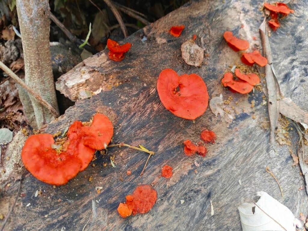 hongo sanguíneo - Trametes sanguinea -