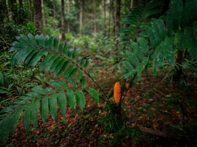 zamia o yuquilla - Zamia skinneri -