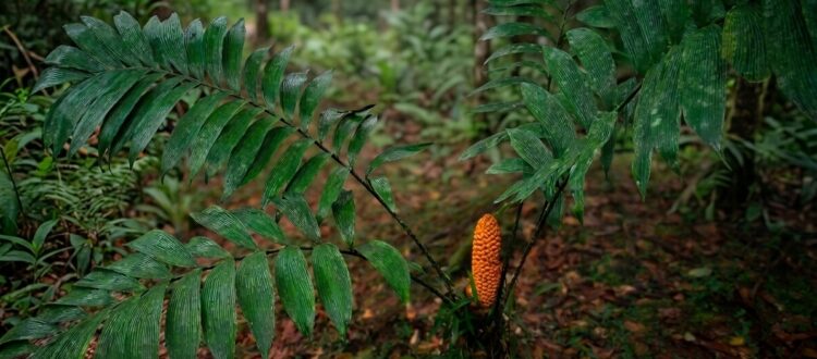 zamia o yuquilla - Zamia skinneri -