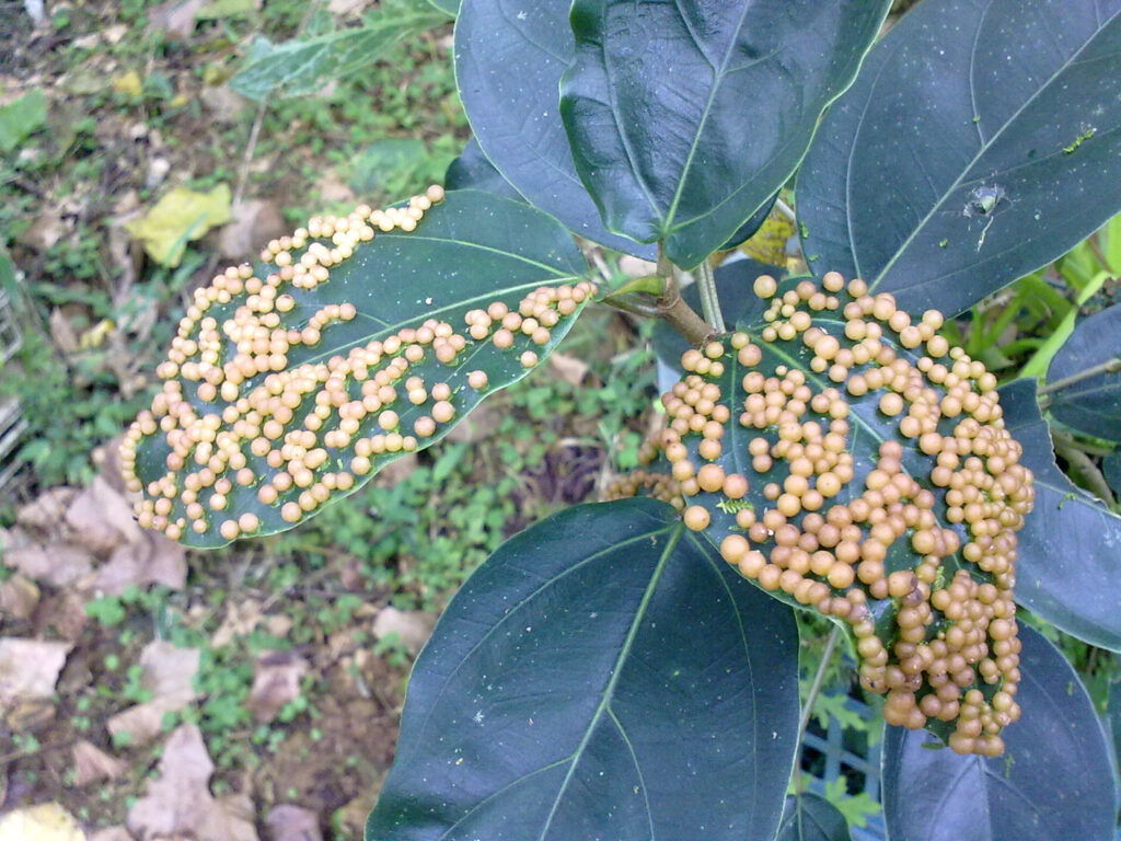 Agallas de hojas
