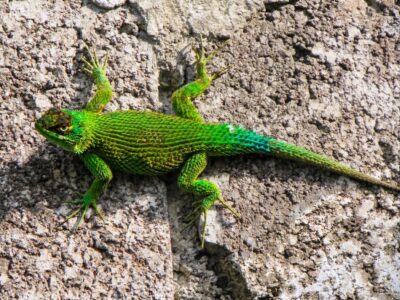 El garrobo de tapia - Sceloporus malachiticus -
