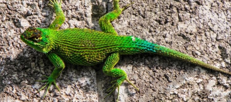 El garrobo de tapia - Sceloporus malachiticus -