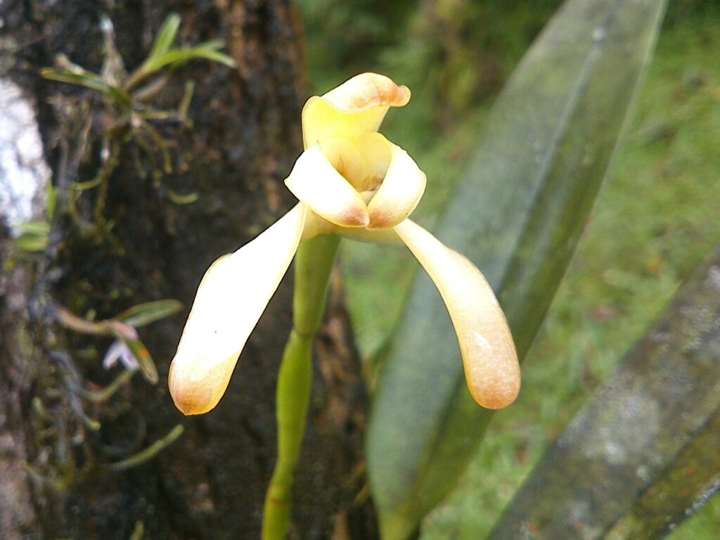 orquídea cáscara de banano - Maxillaria porrecta -