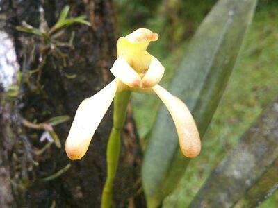 orquídea cáscara de banano - Maxillaria porrecta -