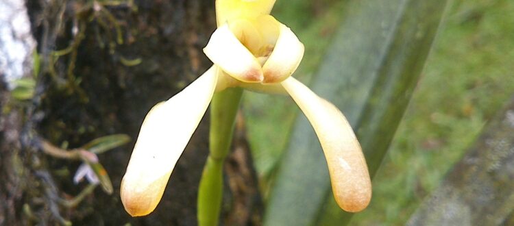 orquídea cáscara de banano - Maxillaria porrecta -
