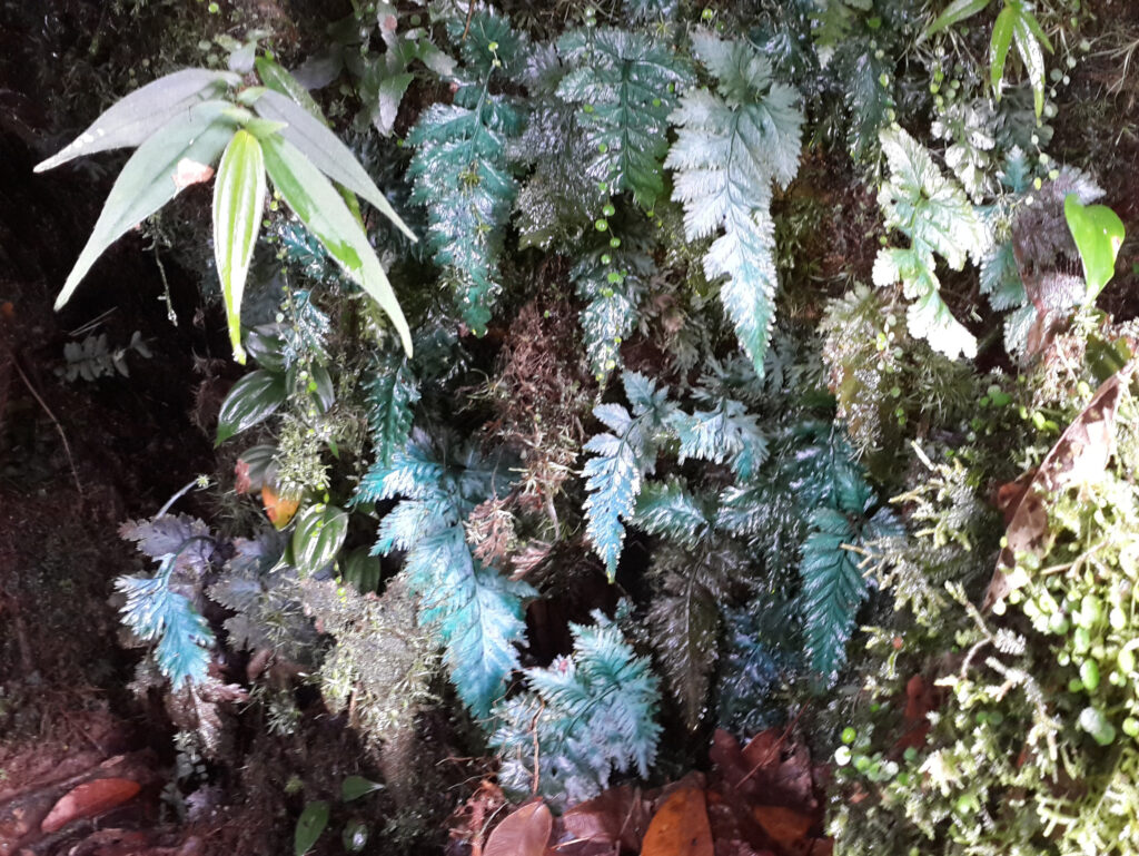 helecho azul - Trichomanes elegans -