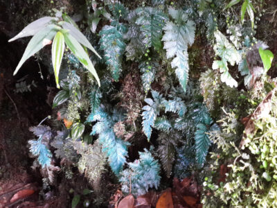 helecho azul - Trichomanes elegans -