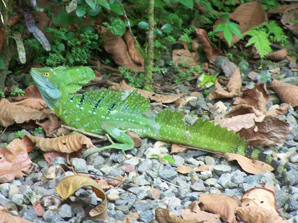 lagarto Jesucristo - Basiliscus plumifrons -