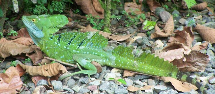 lagarto Jesucristo - Basiliscus plumifrons -