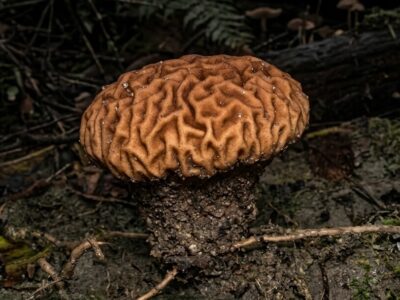 hongo cerebro - Calvatia rugosa -