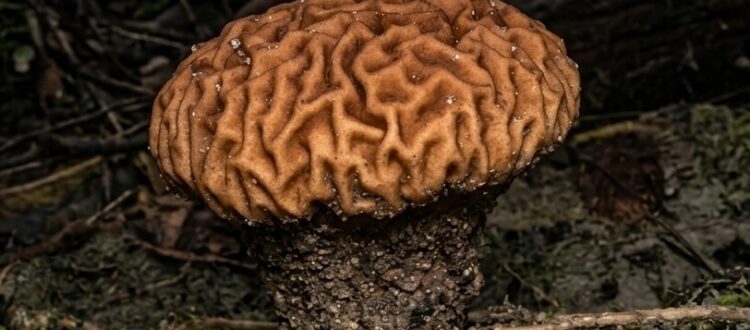 hongo cerebro - Calvatia rugosa -