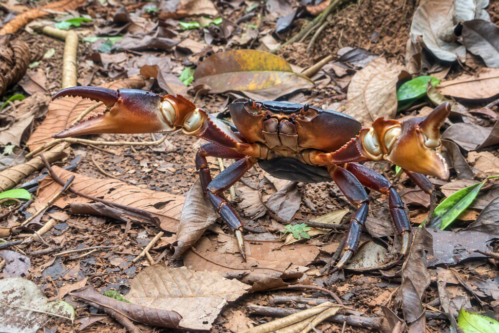 Cangrejo de patas azules - Gecarcinus ruricola -
