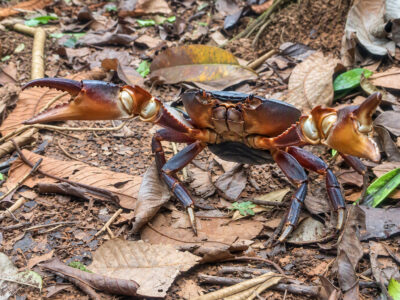 Cangrejo de patas azules - Gecarcinus ruricola -