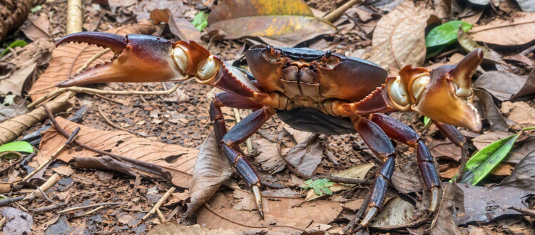 Cangrejo de patas azules - Gecarcinus ruricola -