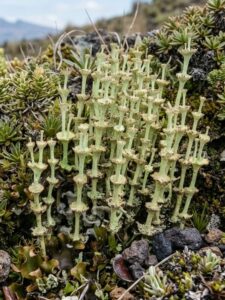 liquen andino -Cladonia andesita -