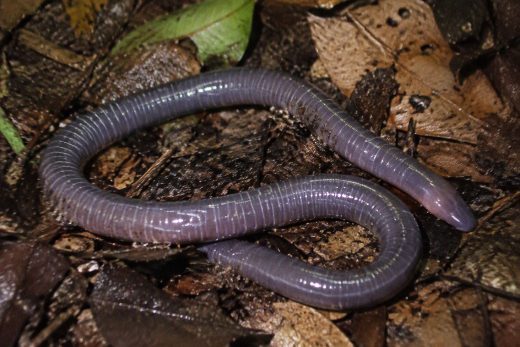 cecilio centroamericano - Gymnopis multiplicata -