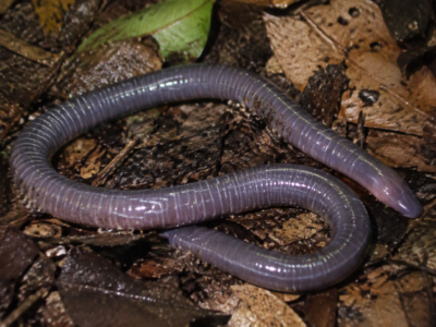 cecilio centroamericano - Gymnopis multiplicata -