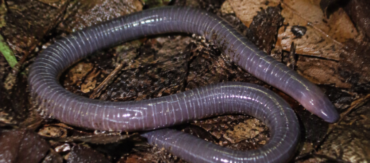 cecilio centroamericano - Gymnopis multiplicata -