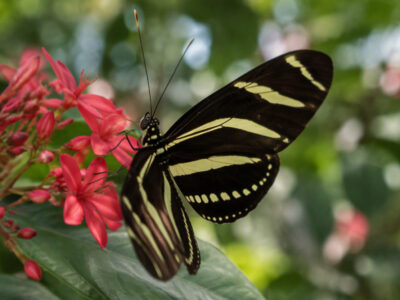 La mariposa cebra - Heliconius charitonia - MundoForestal