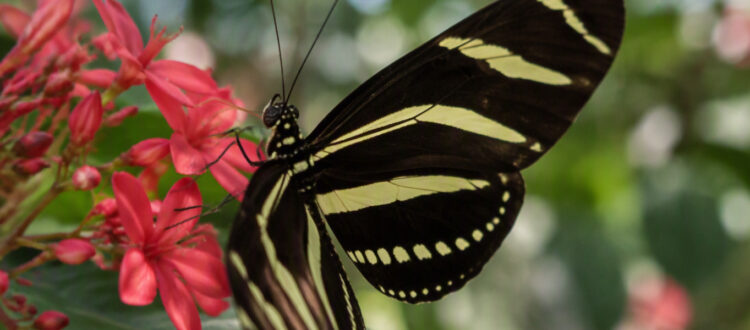La mariposa cebra - Heliconius charitonia - MundoForestal