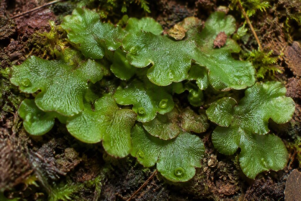 lechuga de montaña -Monoclea gottschei -