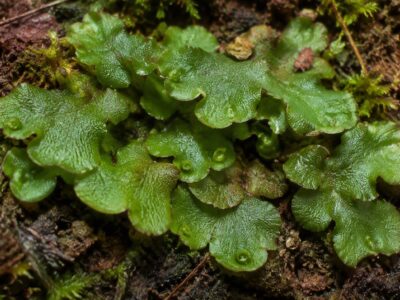 lechuga de montaña -Monoclea gottschei -