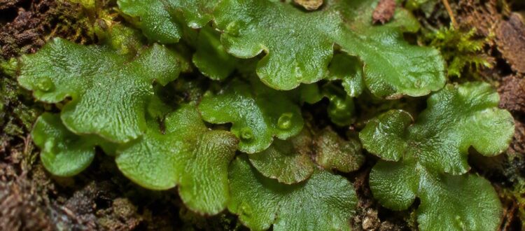 lechuga de montaña -Monoclea gottschei -