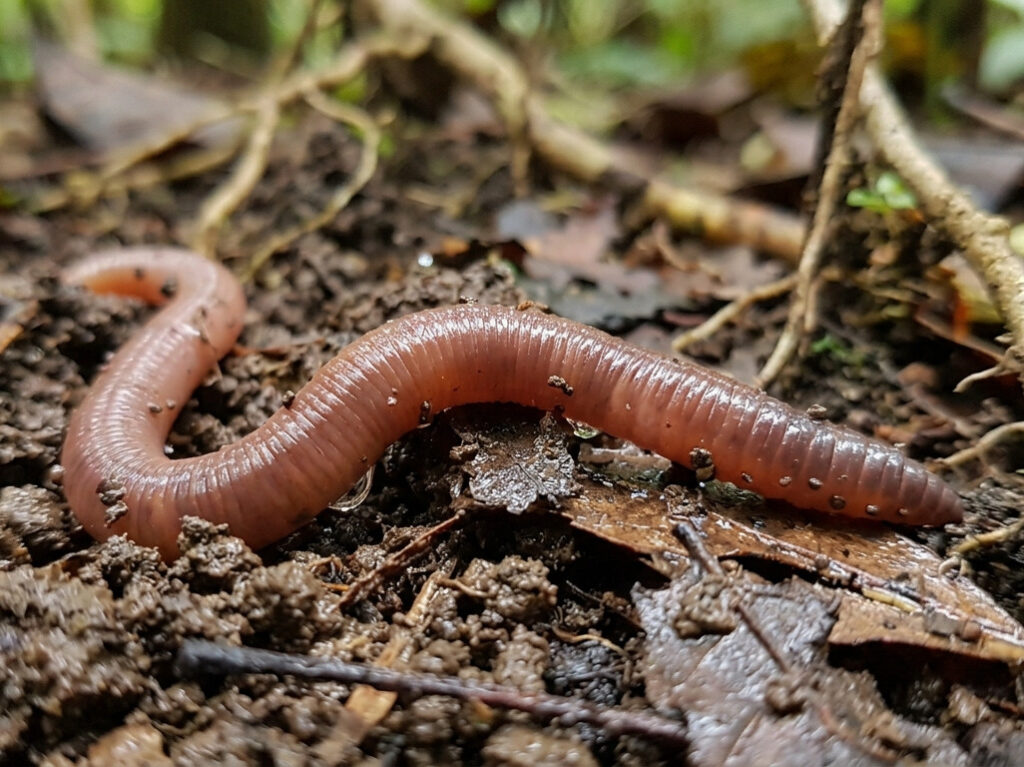 lombriz tornasol - Pontoscolex corethrurus -