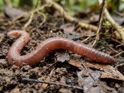 lombriz tornasol - Pontoscolex corethrurus -