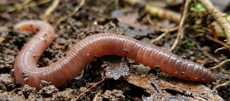 lombriz tornasol - Pontoscolex corethrurus -