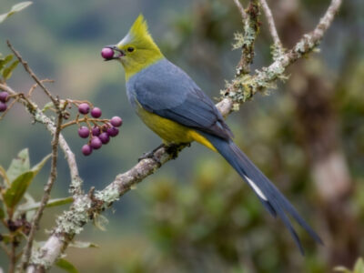 capulinero colilargo - Ptiliogonys caudatus -