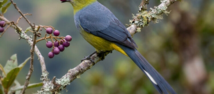 capulinero colilargo - Ptiliogonys caudatus -
